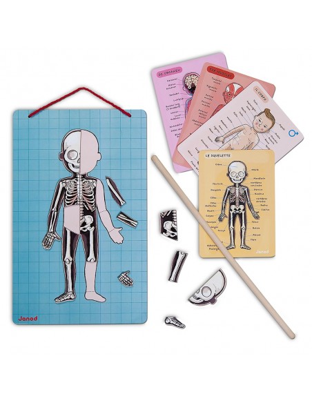 Juego magnético del cuerpo humano