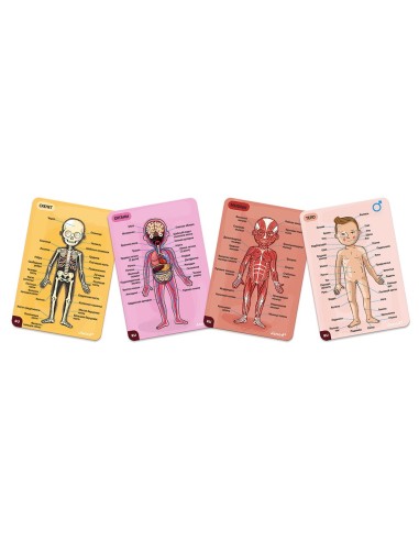 Juego magnético del cuerpo humano