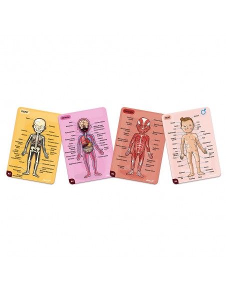 Juego magnético del cuerpo humano
