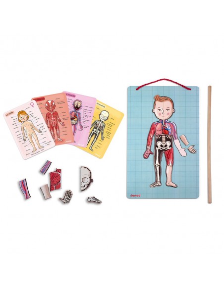 Juego magnético del cuerpo humano