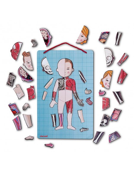 Juego magnético del cuerpo humano