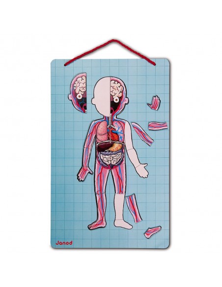 Juego magnético del cuerpo humano